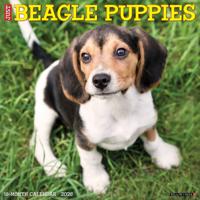 Beagle Puppies Kalender 2026