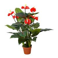 Anthurium 95 cm - Buitengewoon de boet