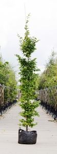 Haagbeuk laagstam Carpinus betulus h 350 cm - Warentuin Natuurlijk