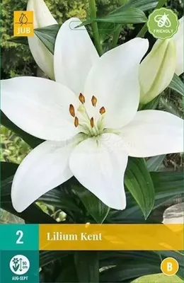 Bloembollen Lilium Kent 2st