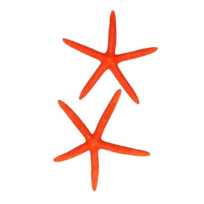 Decoratie oranje zeesterren 2 stuks