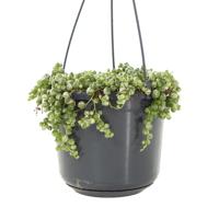 Senecio Rowleyanus variegata (bonte erwtenplant) - P 14 cm