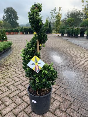 Ilex crenata spiraal