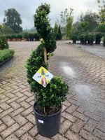 Ilex crenata spiraal