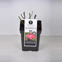 Grootbloemige roos (rosa "Acapella"®) - thumbnail