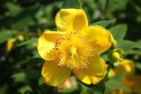 Hertshooi - thumbnail