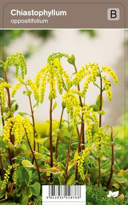 Vips Chiastophyllum oppositifolium - Goudkorrel