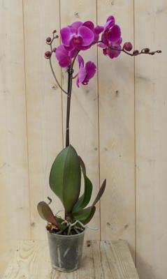 Vlinderorchidee Luxe Tak roze 80 cm - Warentuin natuurlijk