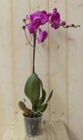 Vlinderorchidee Luxe Tak roze 80 cm - Warentuin natuurlijk