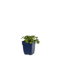 Malva moschata Alba vaste plant Griffioen - Griffioen