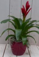 Bromelia rode pot 30 cm - Warentuin Natuurlijk