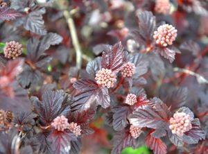 Sneeuwbalspirea