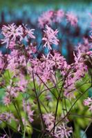 2 stuks! Lychnis flos-cuculi potmaat P9 Echte koekoeksbloem Moerings - Moerings
