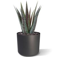 Aloë kunstplant 30cm