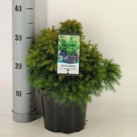 Cryptomeria jap monstrosa nana 45 cm - Warentuin natuurlijk