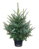 Kerstboom Warentuin Abies Fraseri 60 - 80 cm in pot Warentuin Natuurlijk - Warentuin natuurlijk