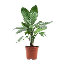 Chamaedorea Metallica (metal palm) - P 14 cm