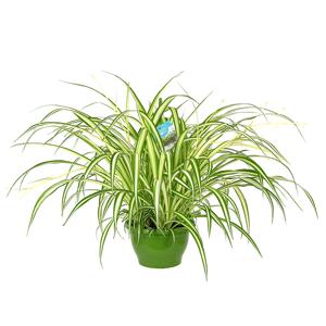 Chlorophytum Vittatum (Graslelie) P 21 cm
