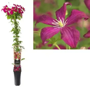 Klimplant Clematis vit.  Madame Julia Correvon - Rode Bosrank