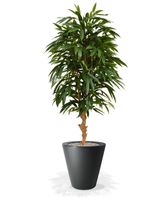 Longifolia Royal deluxe kunstboom 165cm