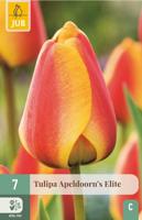 Tulp Apeldoorn's elite 7 bollen
