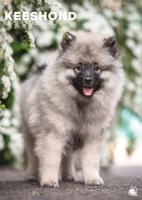 Keeshond A3 Kalender 2026