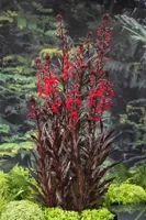 Waterplant Lobelia cardinalis