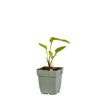 Echinacea purp. Green Twister vaste plant Griffioen - Griffioen