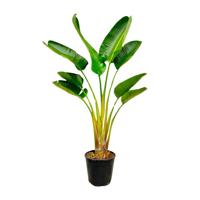 Strelitzia Augusta - 160 cm - Ø24