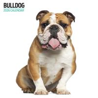 Engelse Bulldog Modern Kalender 2026