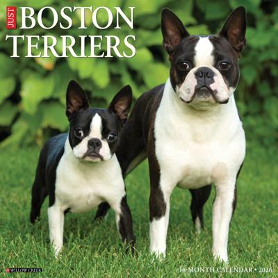 Boston Terrier Kalender 2026