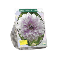Zomer Bloembollen Dahlia Decoratief Mom's Special per 1 Baltus - Baltus
