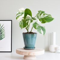 Monstera Variegata (veel wit) - P17