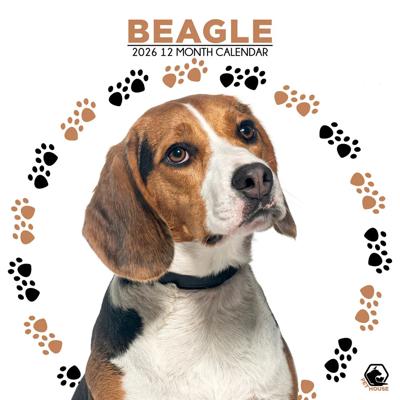 Beagle Kalender 2026