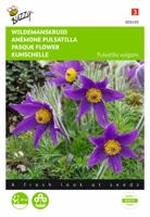 Pulsatilla vulgaris anemone - Buzzy