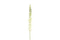 Decostar zijdebloem Eremurus 107 cm wit