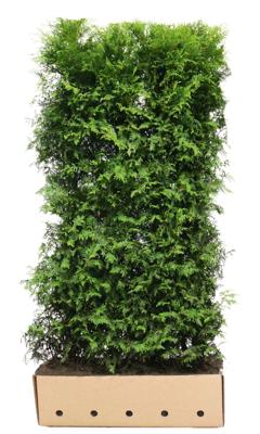 Thuja occidentalis brabant 200cm - Quickhedge