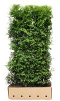 Thuja occidentalis brabant 200cm - Quickhedge Thuja occidentalis brabant 200cm - Quickhedge