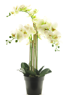 (Best) RT Phalaenopsis Bora x5 in pot 60cm white - Nova nature