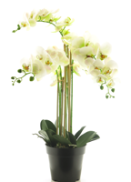 (Best) RT Phalaenopsis Bora x5 in pot 60cm white - Nova nature