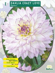 Zomer Bloembollen Dahlia Cactus Crazy Love per 1 - Baltus