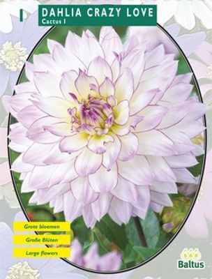 Zomer Bloembollen Dahlia Cactus Crazy Love per 1 - Baltus