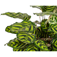 Calathea Makoyana Ø27cm - ↕60 - 80cm
