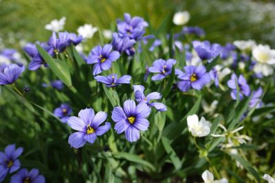 Mini-iris