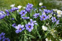 Mini-iris