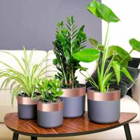 VidaXL Kopertape 6 pcs koper 2000 x 7 cm koper