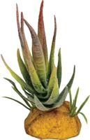 Plant aloe red tip Repto - Repto Plant aloe red tip Repto - Repto
