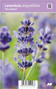 Vips Lavandula angustifolia Munstead - Lavendel