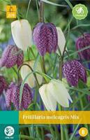 Fritillaria meleagris mix 12 bollen - Jub