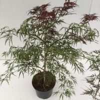 Japanse esdoorn (Acer palmatum "Ornatum") heester - 40-50 cm - 1 stuks - thumbnail